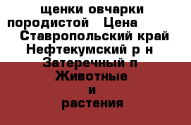 щенки овчарки породистой › Цена ­ 5 000 - Ставропольский край, Нефтекумский р-н, Затеречный п. Животные и растения » Собаки   . Ставропольский край